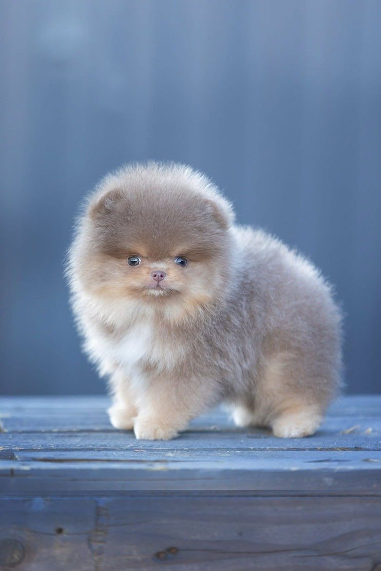 Affordable pomeranian puppy for sale