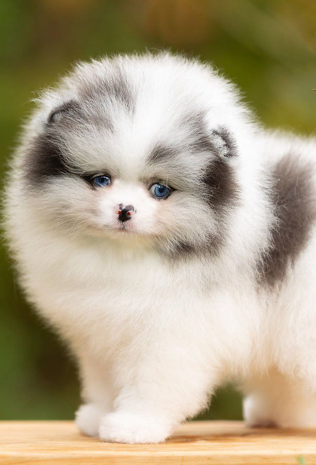 Larimar - one in a million blue/white merle boy with blue eyes