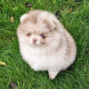 Bernard - Pomeranian boy with blue eye