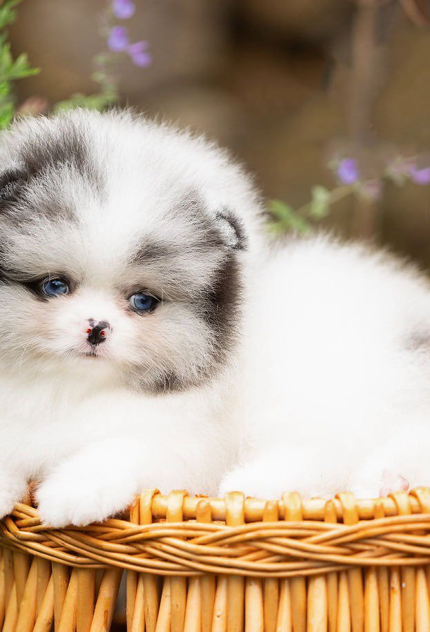 Larimar - one in a million blue/white merle boy with blue eyes - Image 3