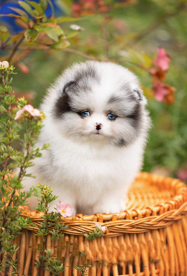 Larimar - one in a million blue/white merle boy with blue eyes - Image 2