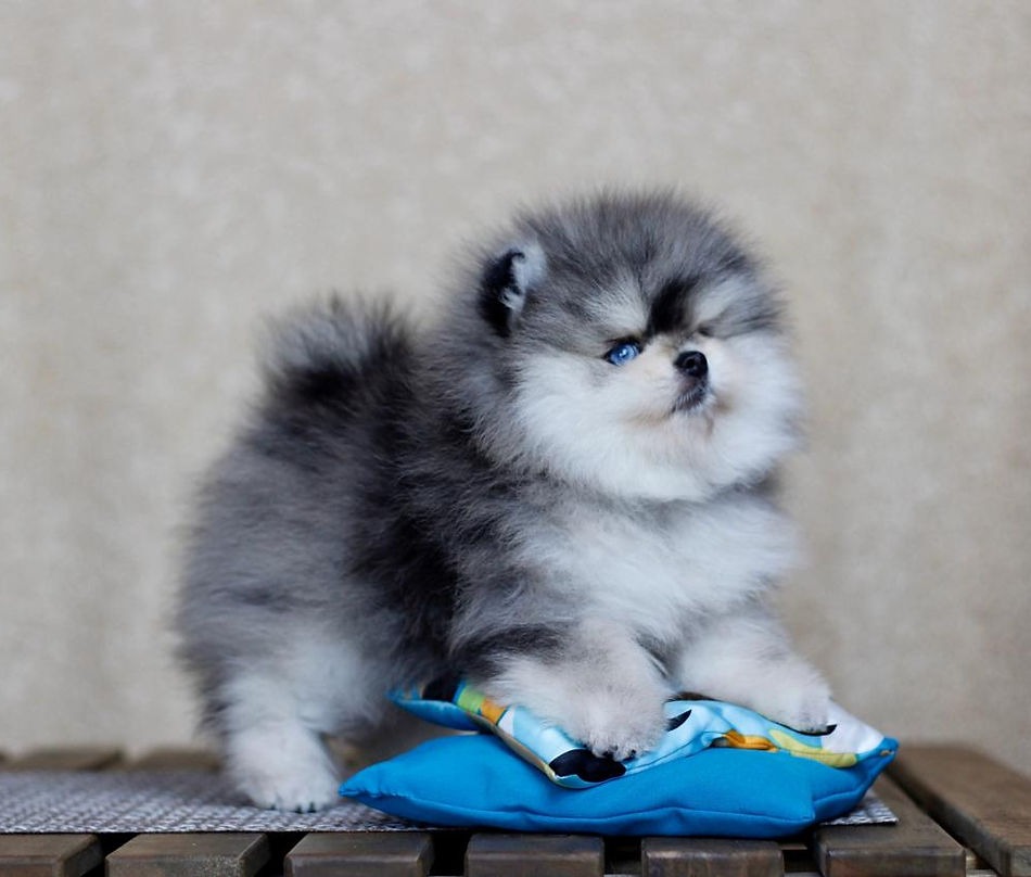 Affordable pomeranian puppy for sale