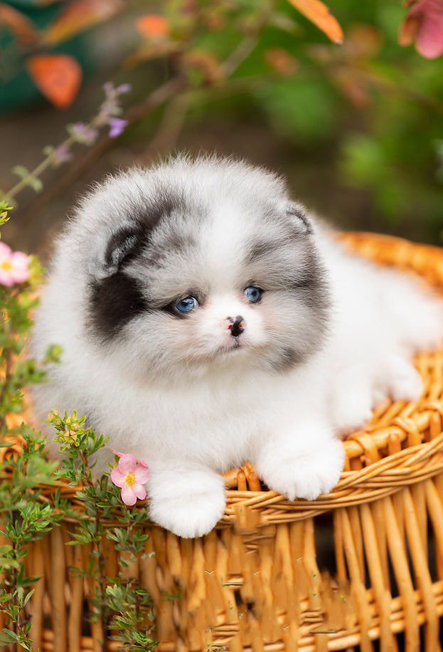 Larimar - one in a million blue/white merle boy with blue eyes - Image 6